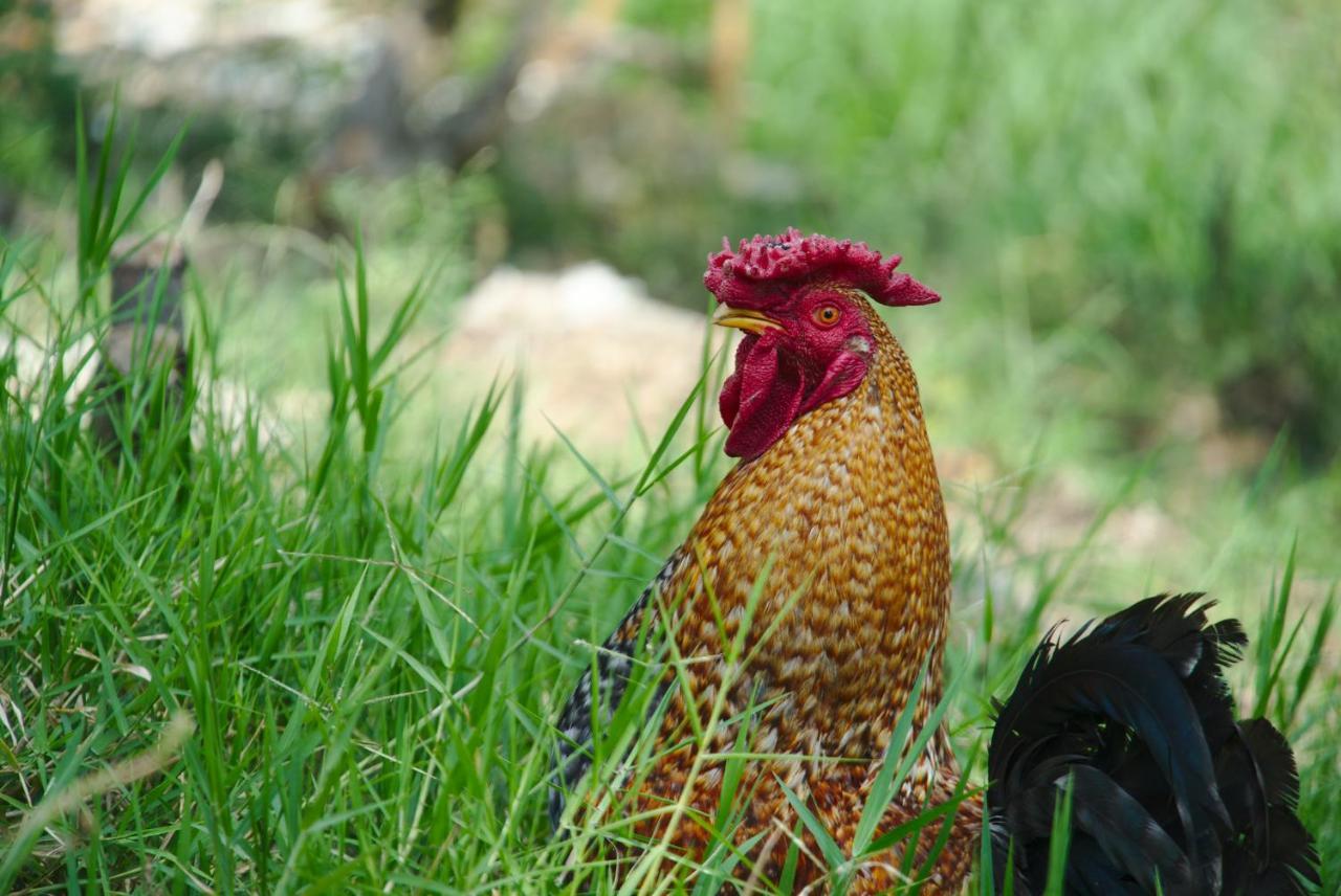 Finca Umnisa - Choachí Zewnętrze zdjęcie